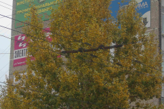 Симферополь  и тролейбус в Ялту